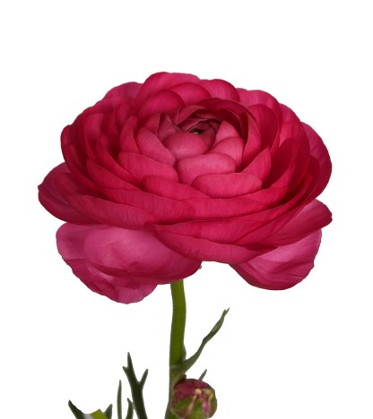 Hot Pink Erengül - 25 Dal
