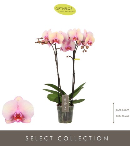 Optistar Adele Orkide