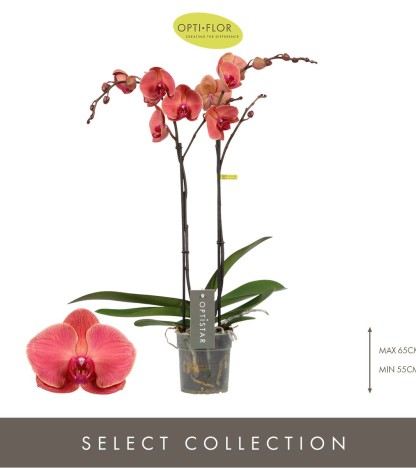 Optistar Asian Coral Orkide