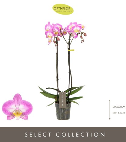 Optistar Carey Orkide