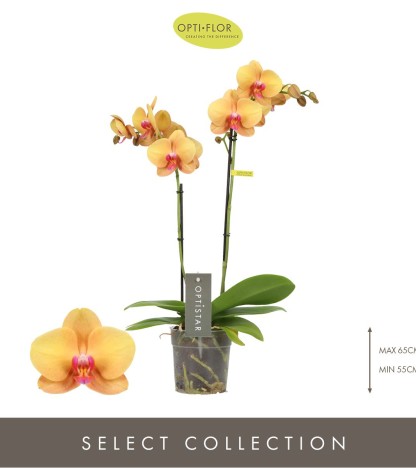 Optistar Deshi Orkide