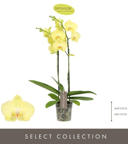 Optistar Ferrara Orkide