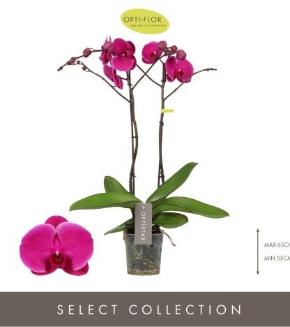 Optistar Joyride Orkide