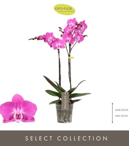 Optistar Maro Orkide