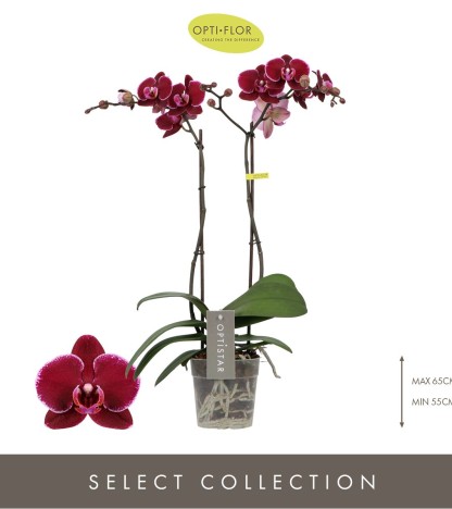 Optistar Montpellier Orkide