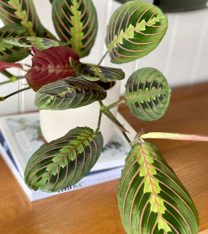 Maranta Leuconeura (Dua Bitkisi)
