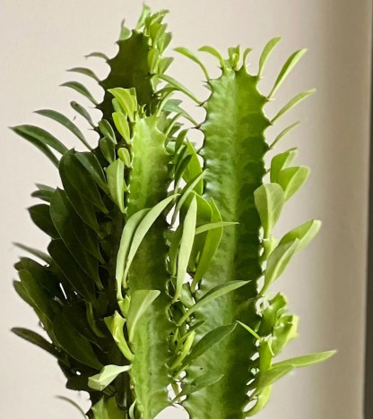Euphorbia Trigona - (Afrika Süt Ağacı)
