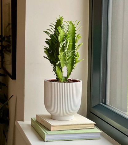 Euphorbia Trigona - (Afrika Süt Ağacı)