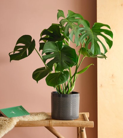 Monstera Deliciosa