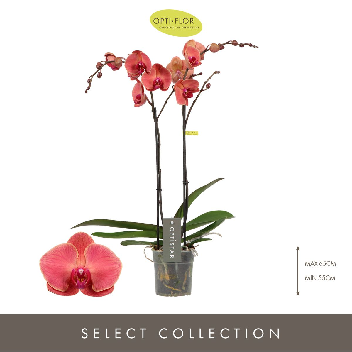 Optistar Asian Coral Orkide