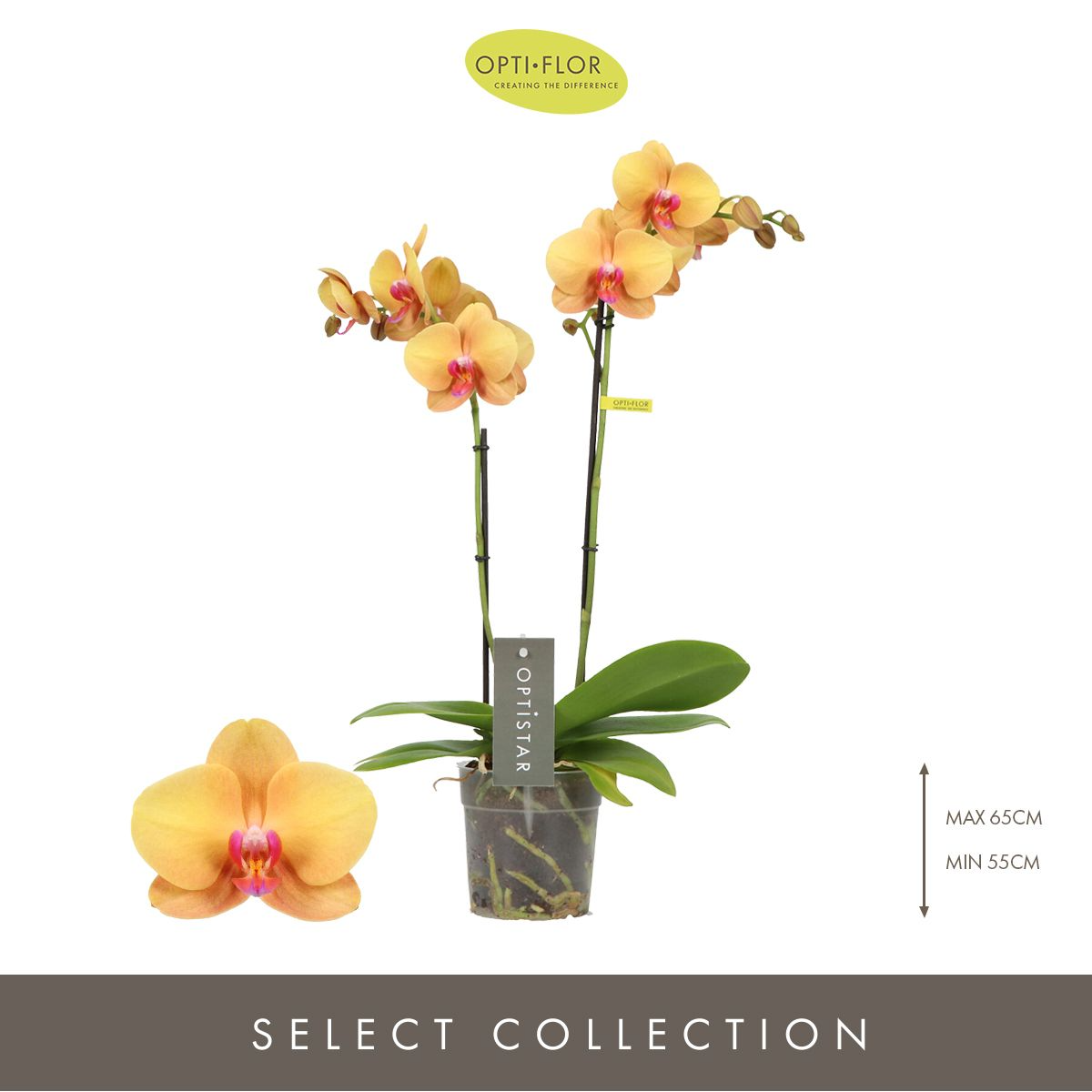 Optistar Deshi Orkide