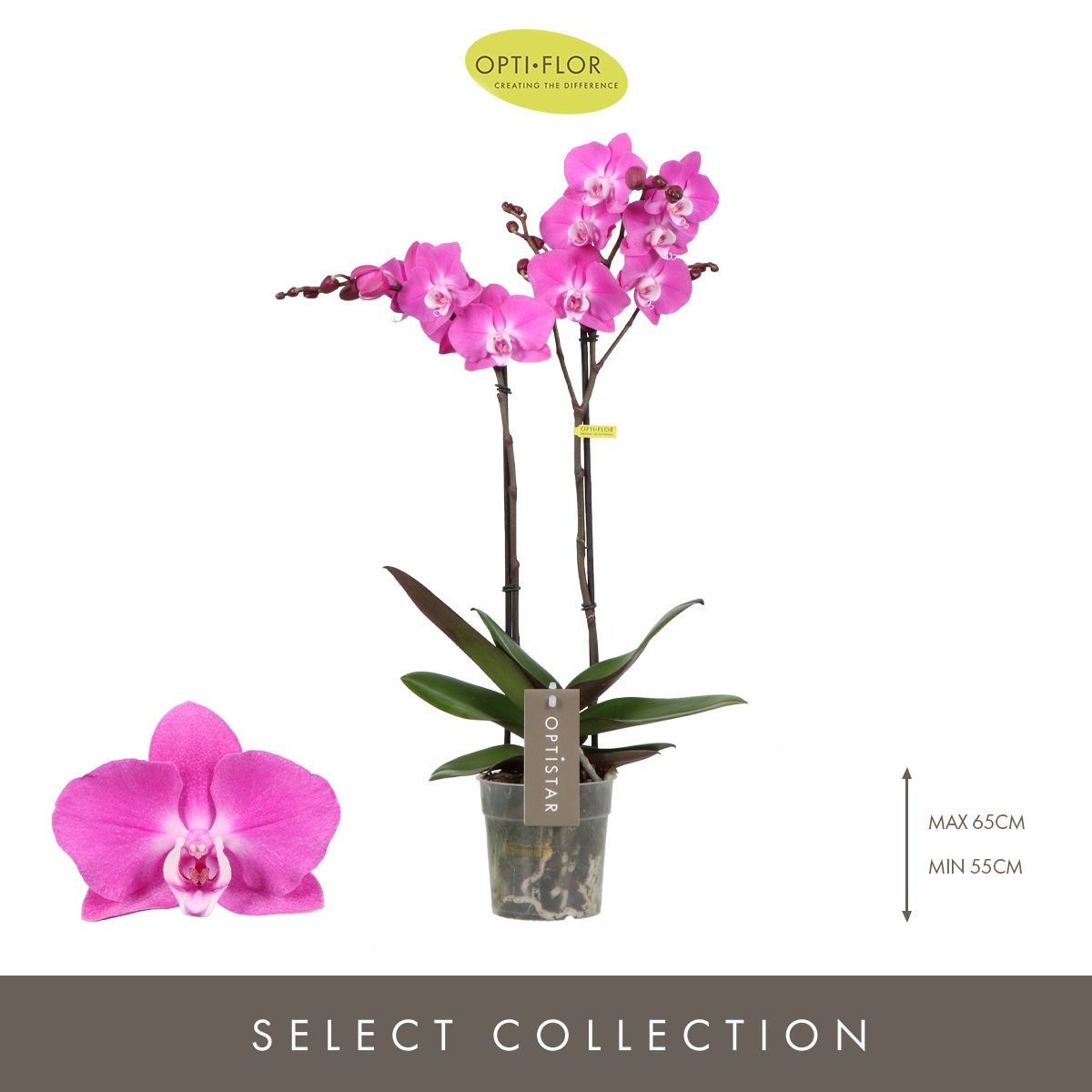 Optistar Maro Orkide