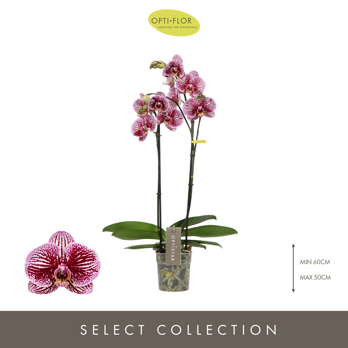 Optistar Prince Orkide