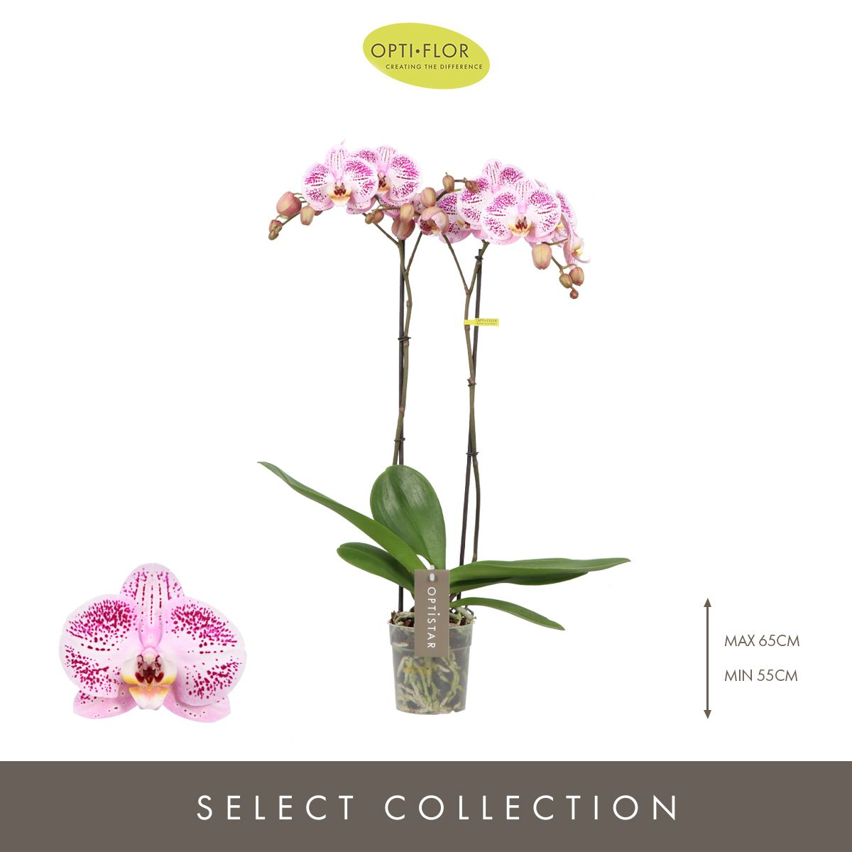 Optistar Sorano Orkide
