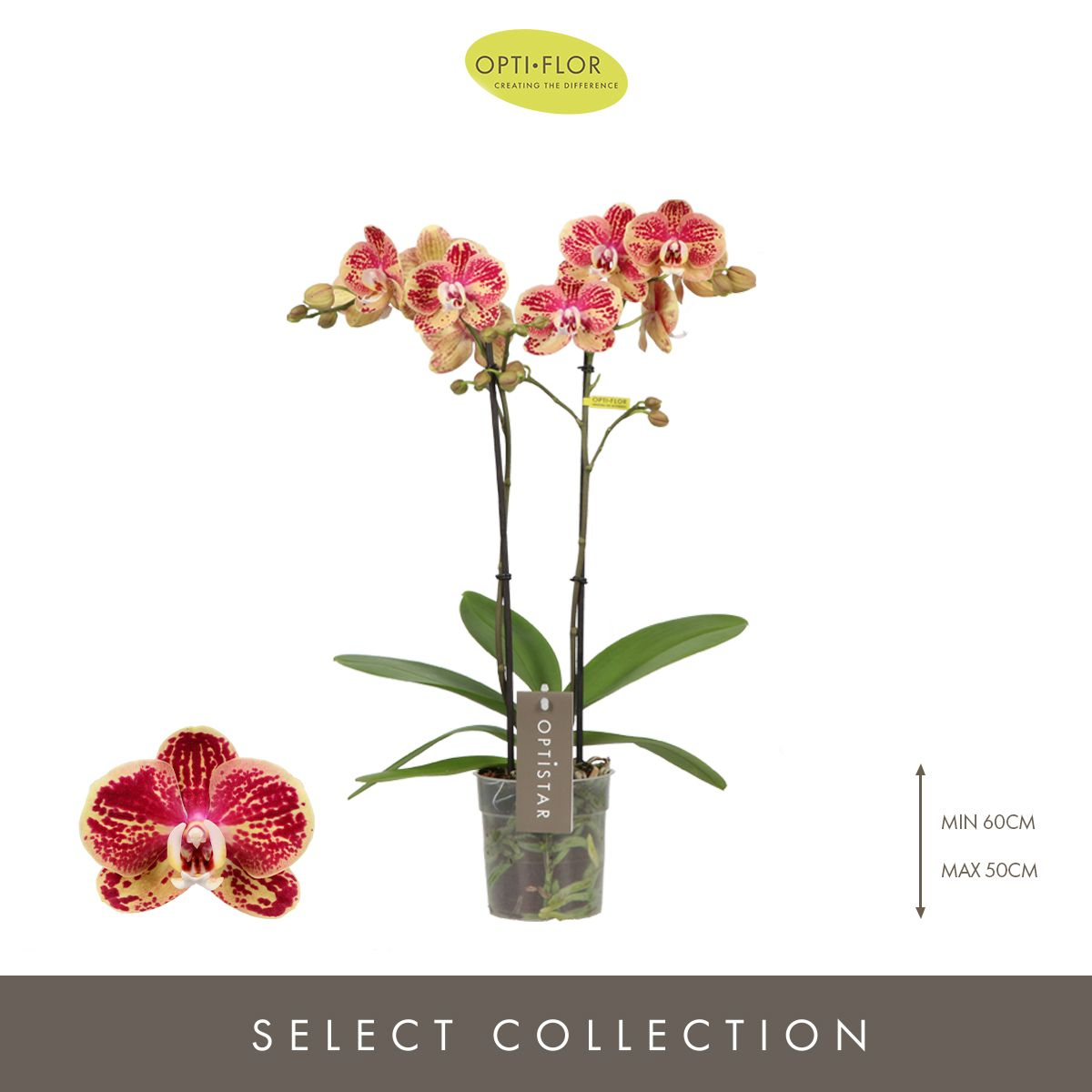 Optistar Spears Orkide