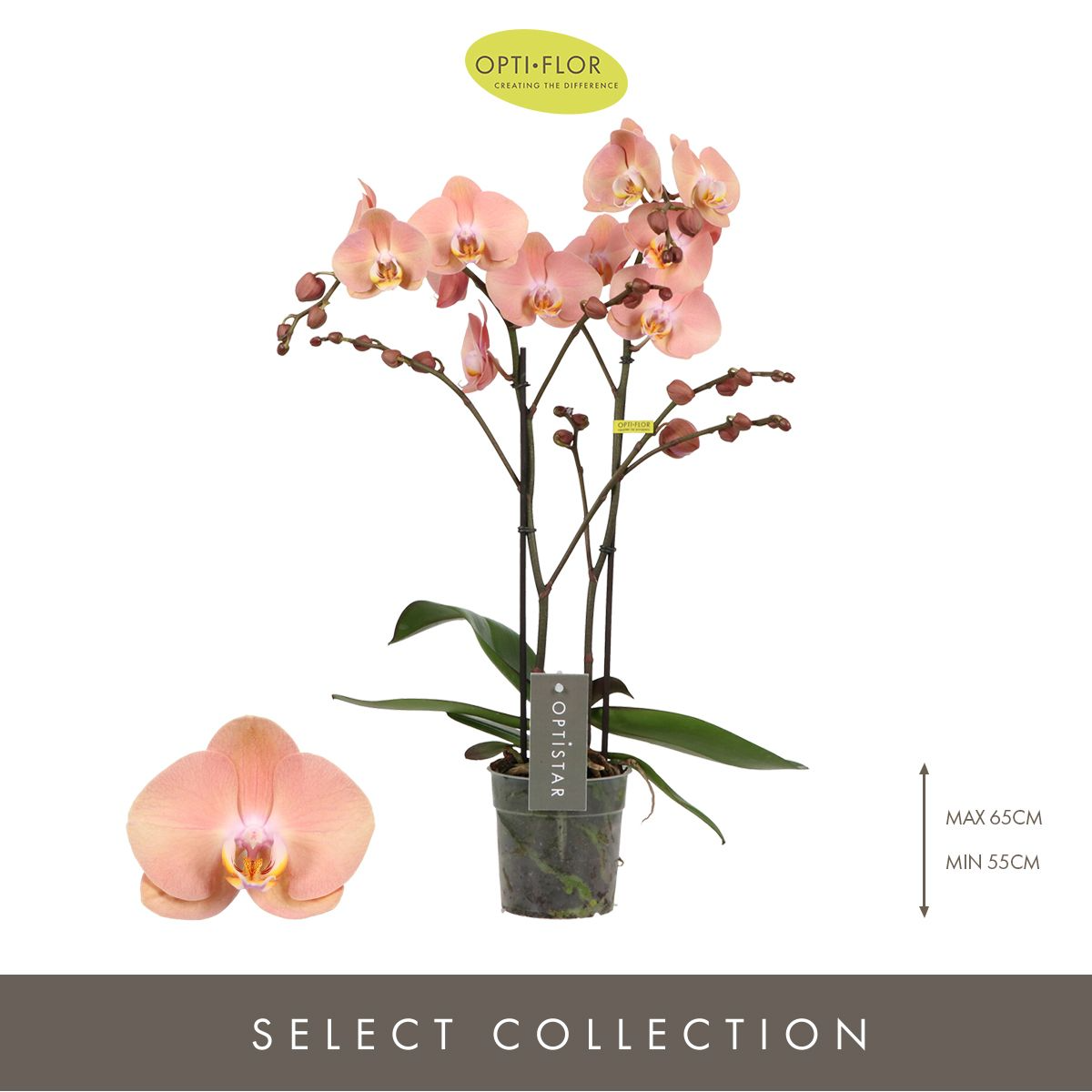 Optistar Suki Orkide