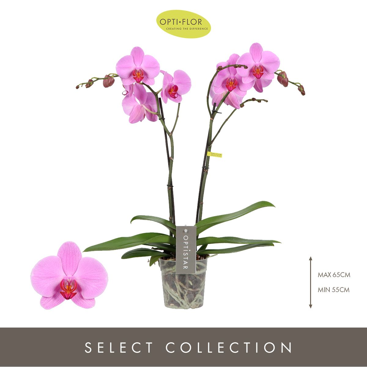 Optistar Yoko Orkide