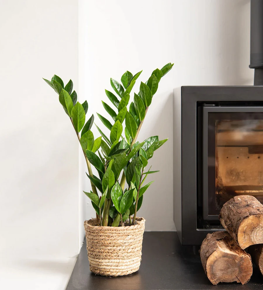 ZZ Bitkisi (Zamioculcas Zamiifolia)