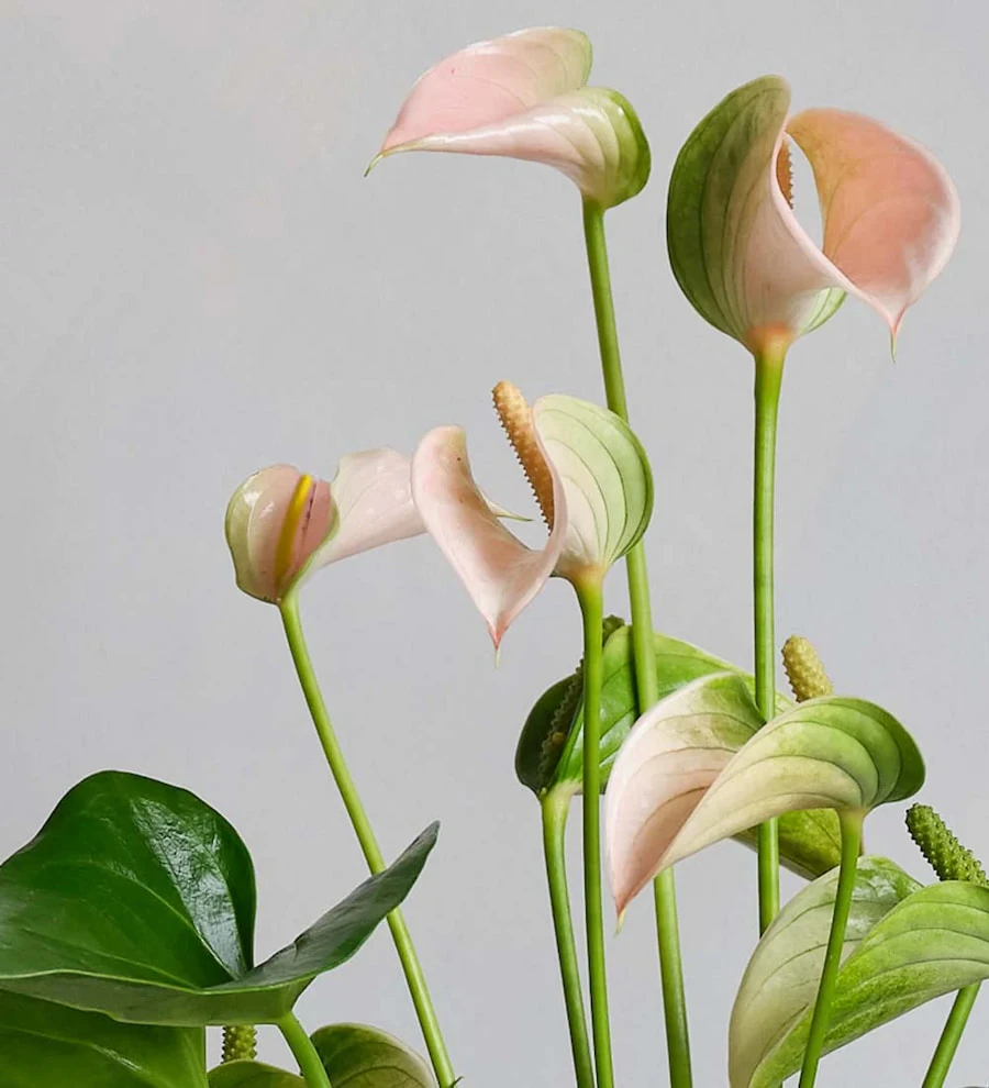 Pembe Antoryum (Anthurium)