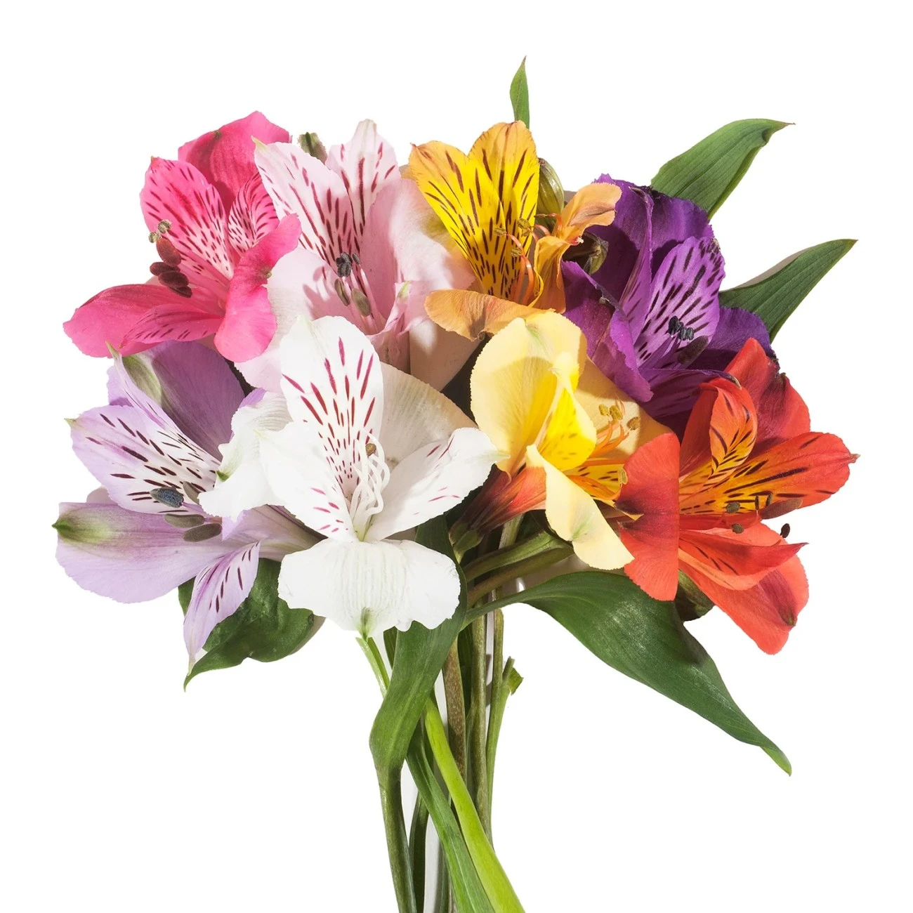Mix Alstroemeria - 10 Dal