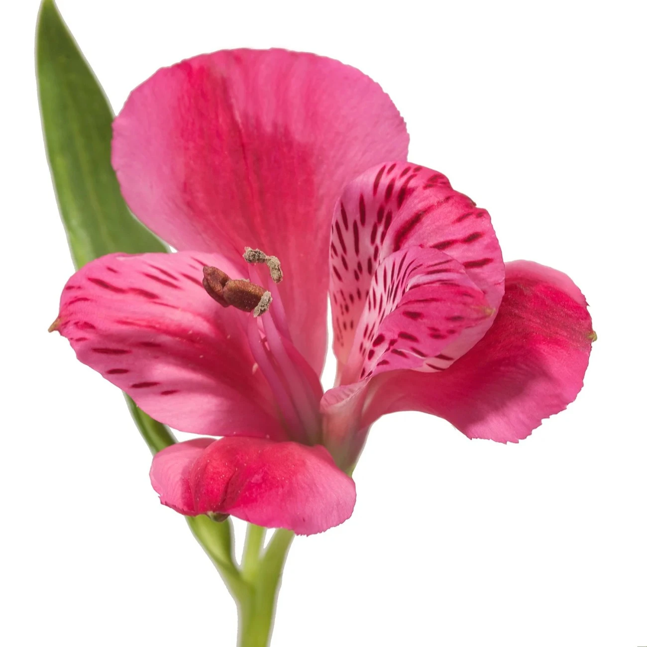 Hot Pink Alstroemeria - 10 Dal