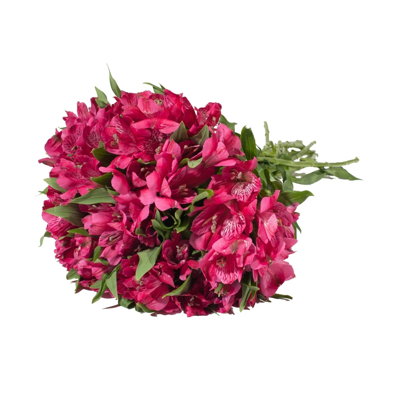 Hot Pink Alstroemeria - 10 Dal