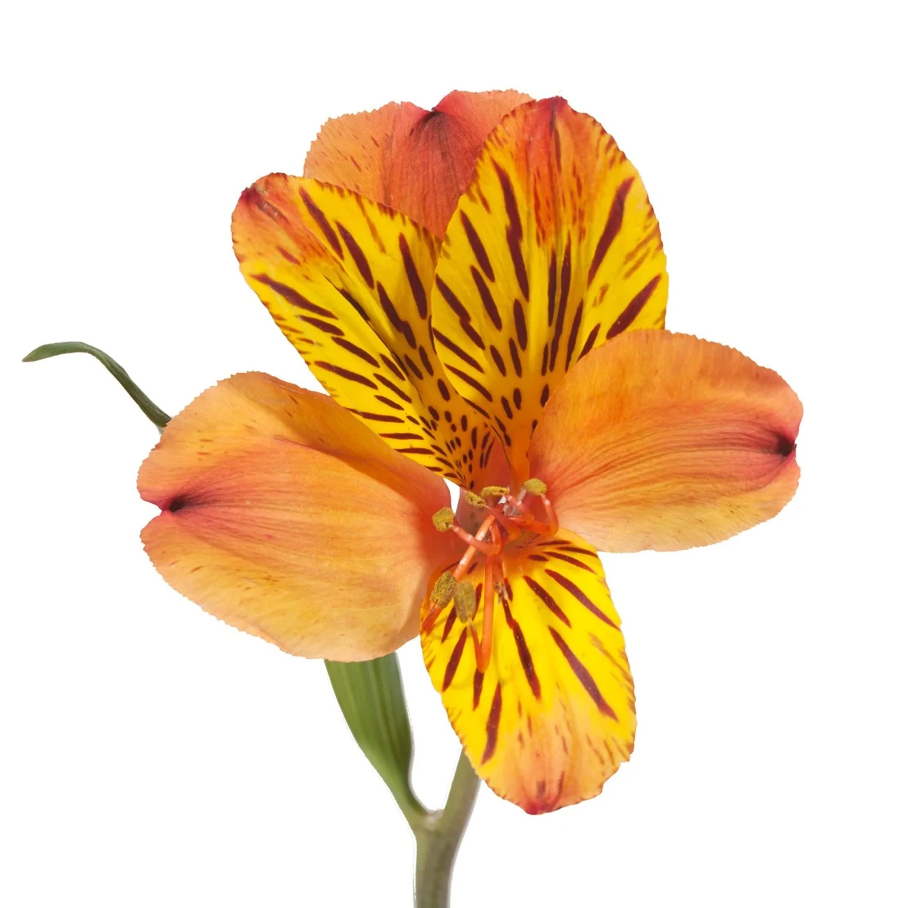 Turuncu Alstroemeria - 10 Dal