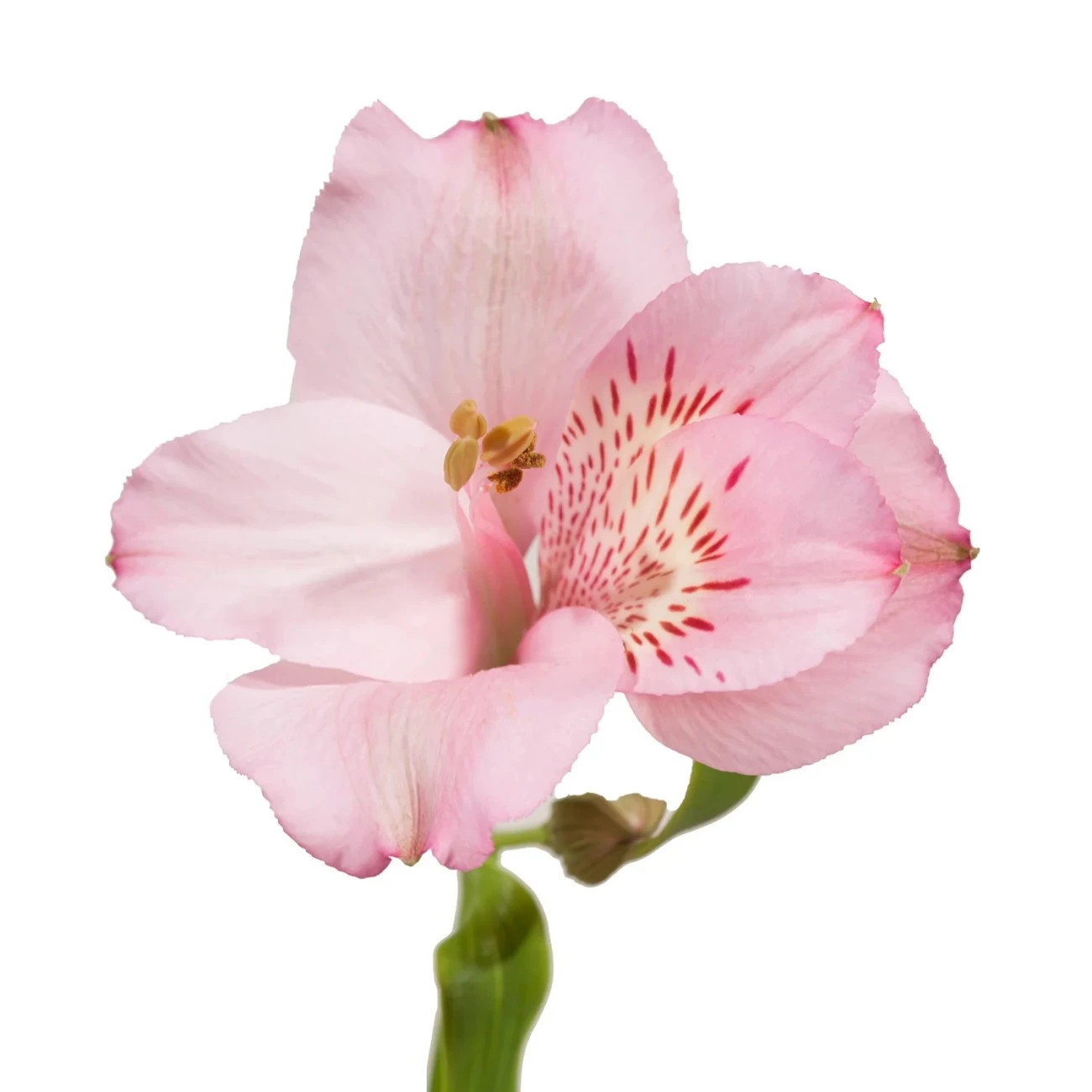 Pastel Pembe Alstroemeria - 10 Dal