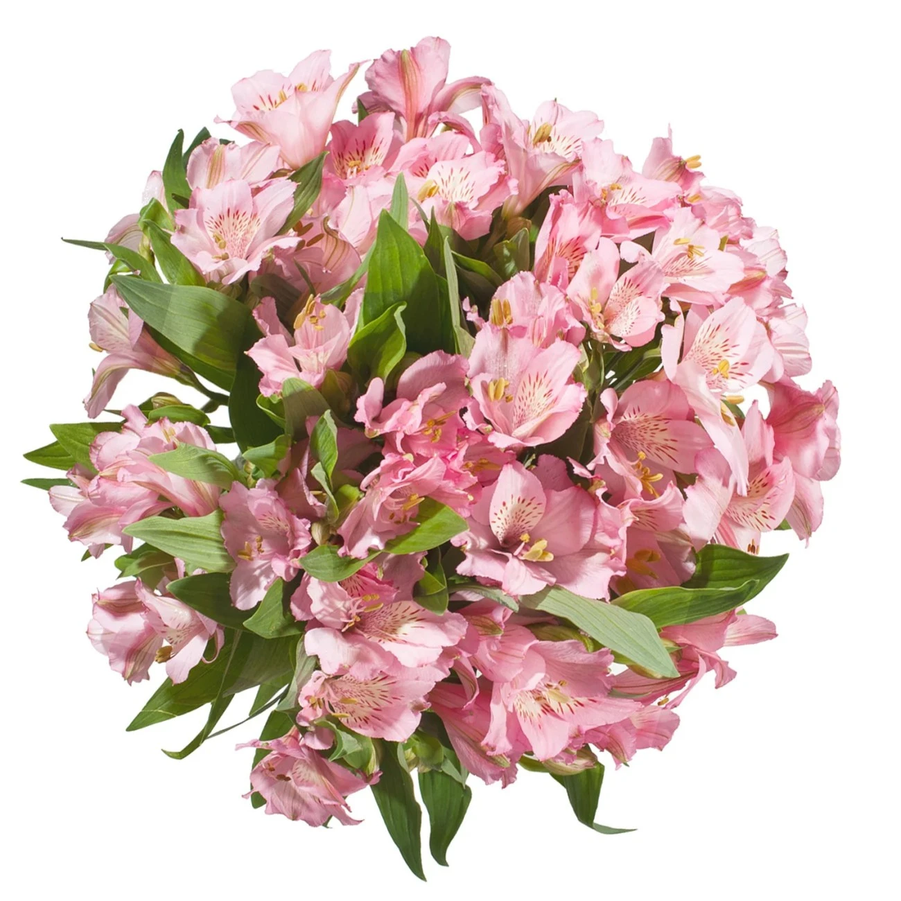 Pastel Pembe Alstroemeria - 10 Dal