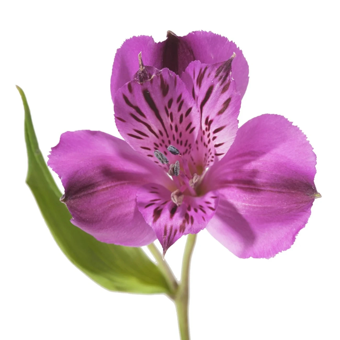Mor Alstroemeria - 10 Dal