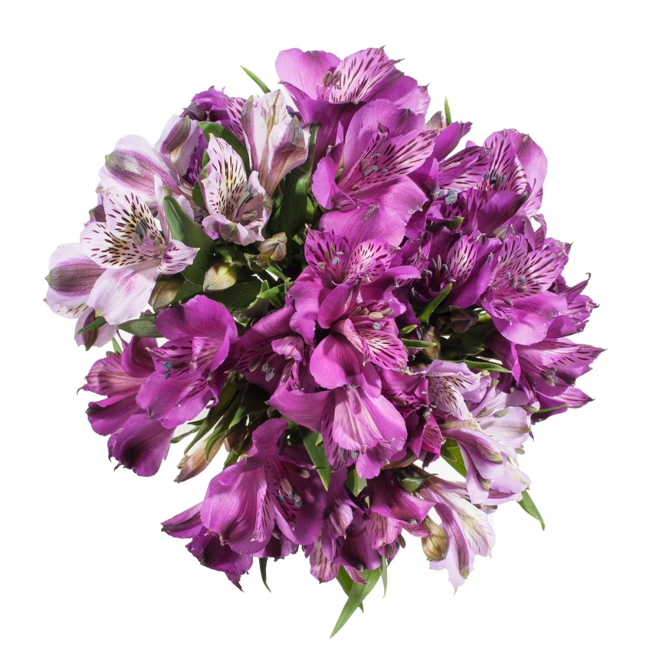 Mor Alstroemeria - 10 Dal