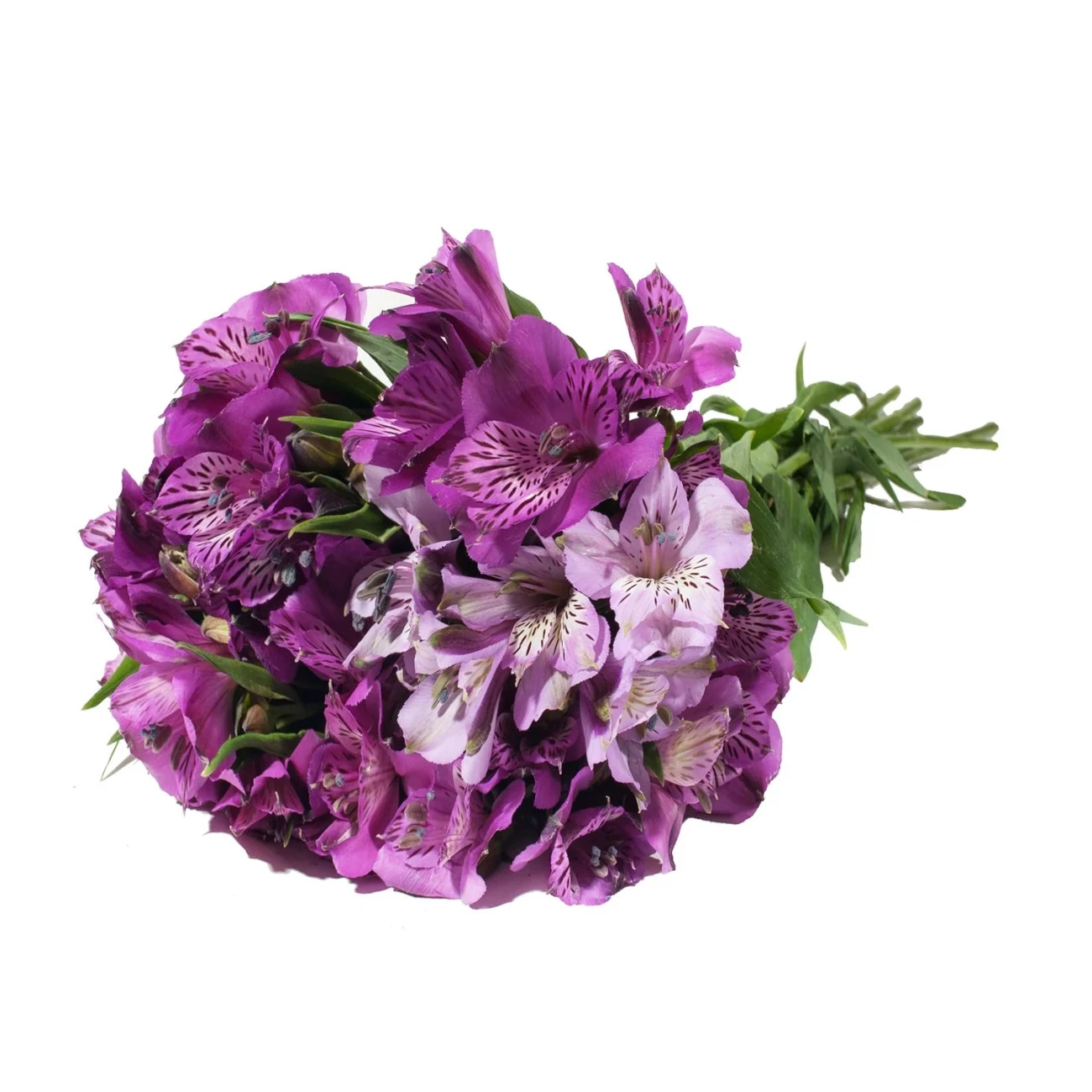 Mor Alstroemeria - 10 Dal