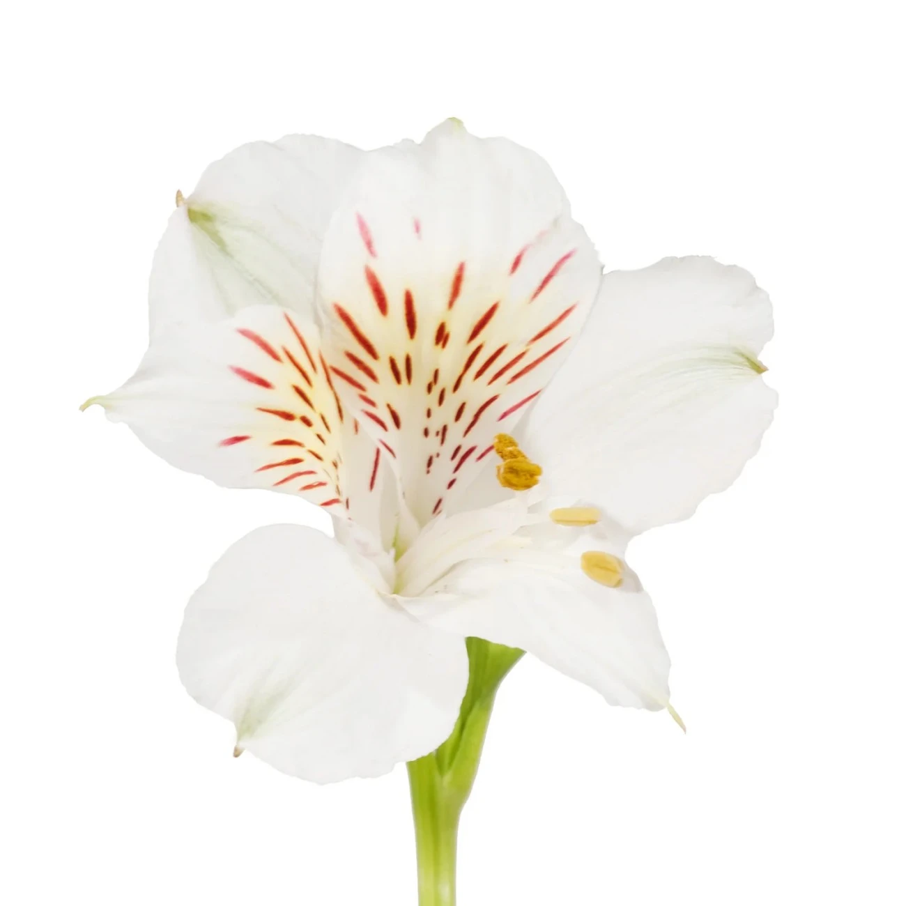 Beyaz Alstroemeria - 10 Dal