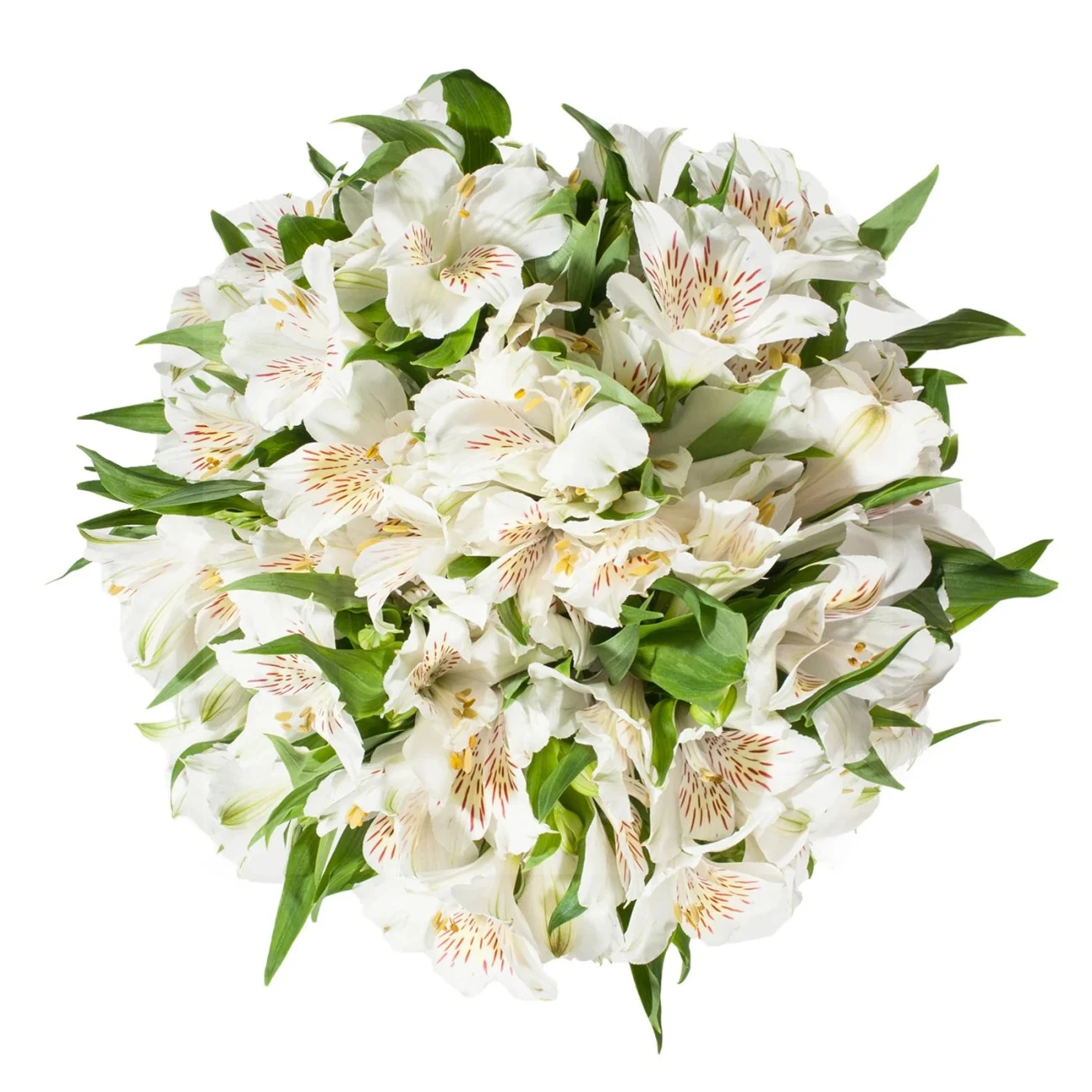 Beyaz Alstroemeria - 10 Dal