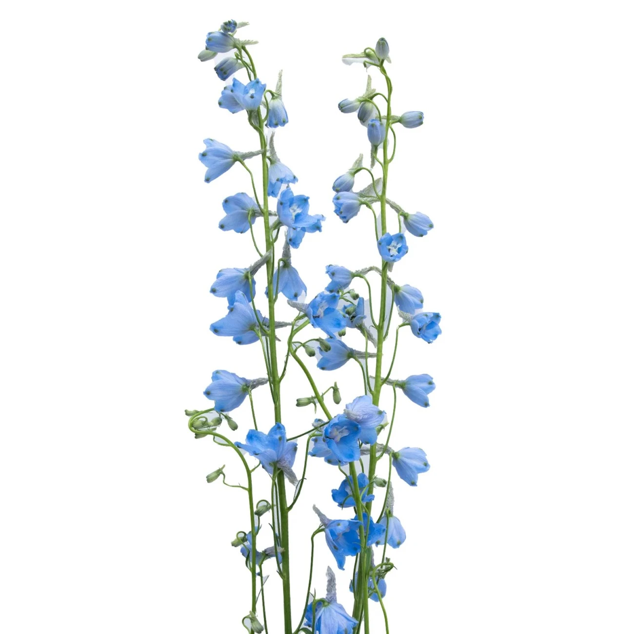 Delphinium Sky Waltz - 10 Dal