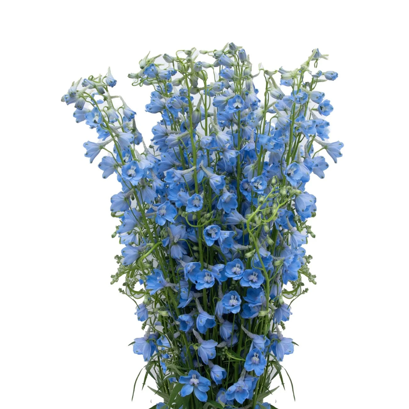 Delphinium Sky Waltz - 10 Dal
