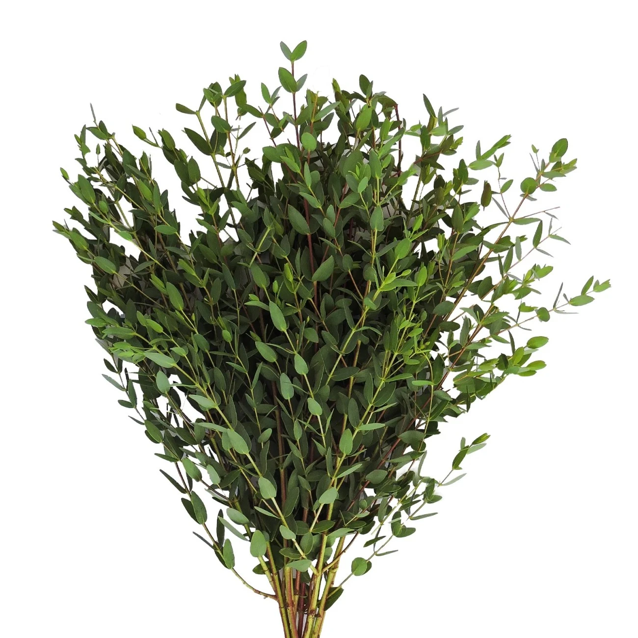 Parvifolia Okaliptus - 1 Demet