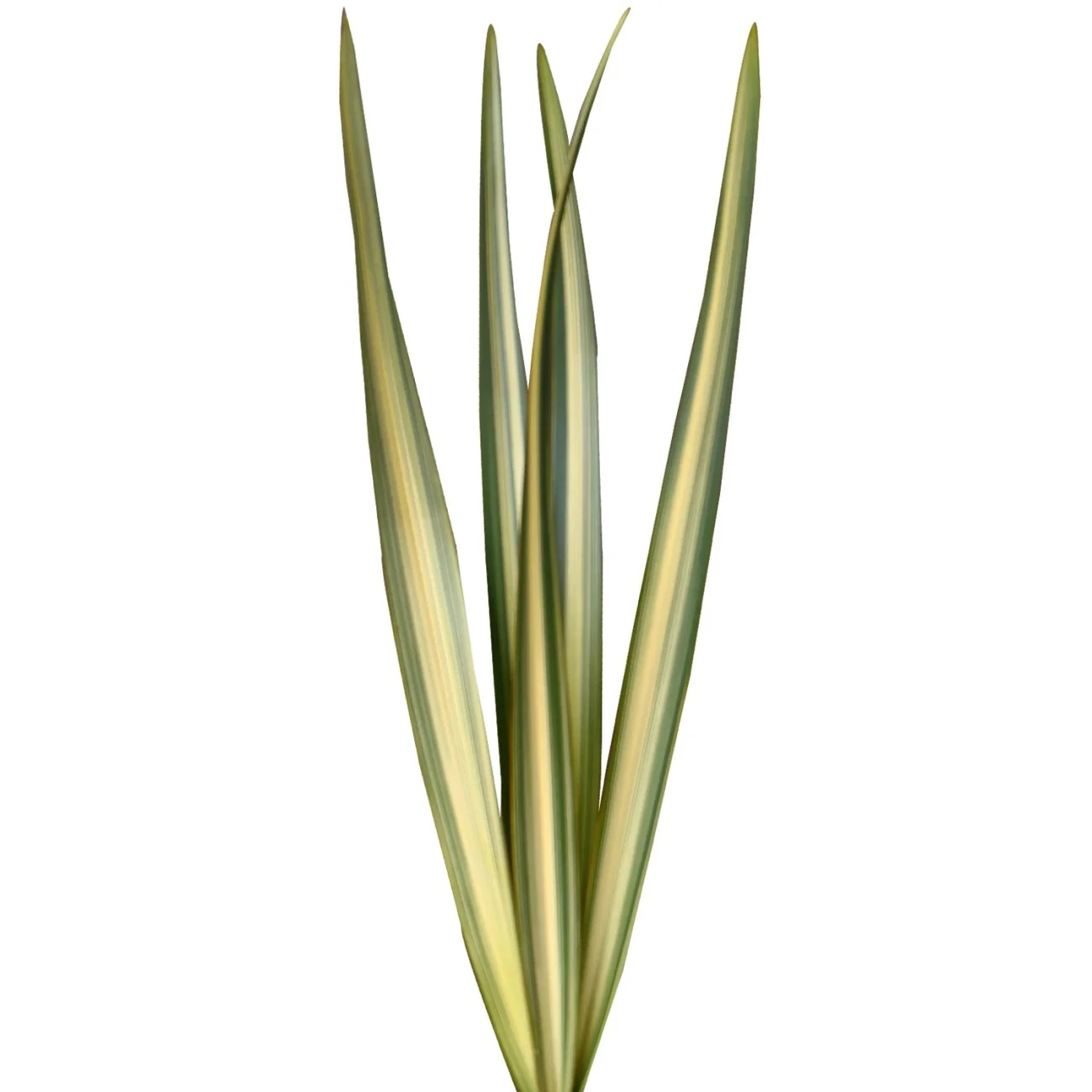 Variegated Green Flax - 20 Adet