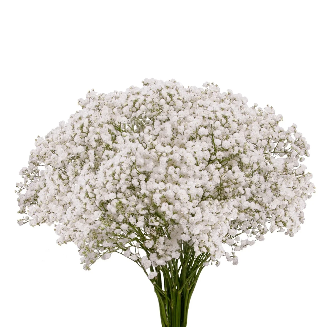 Gypsophila - 1 Demet