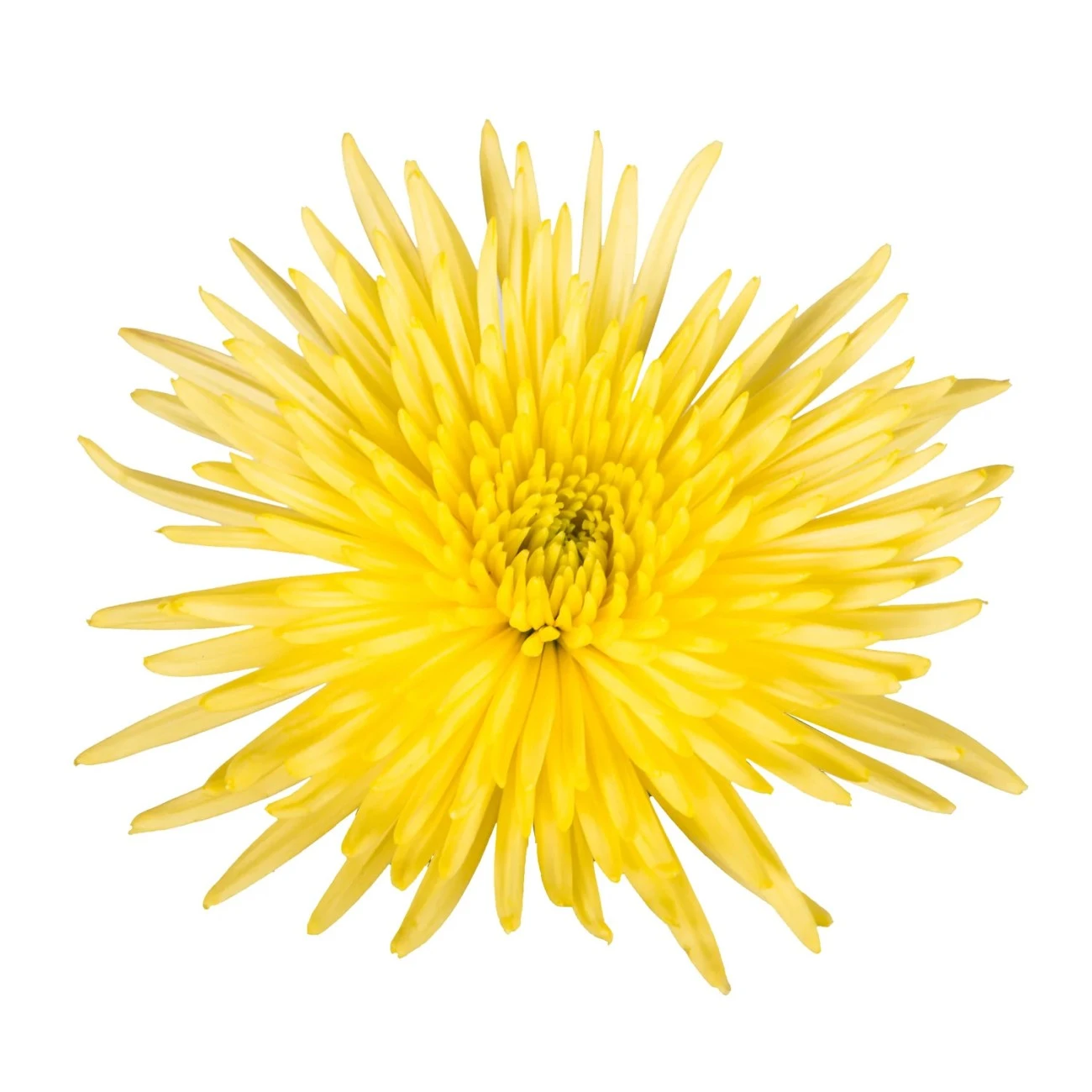 Yellow Anastasia Spider Mums - 5 Dal