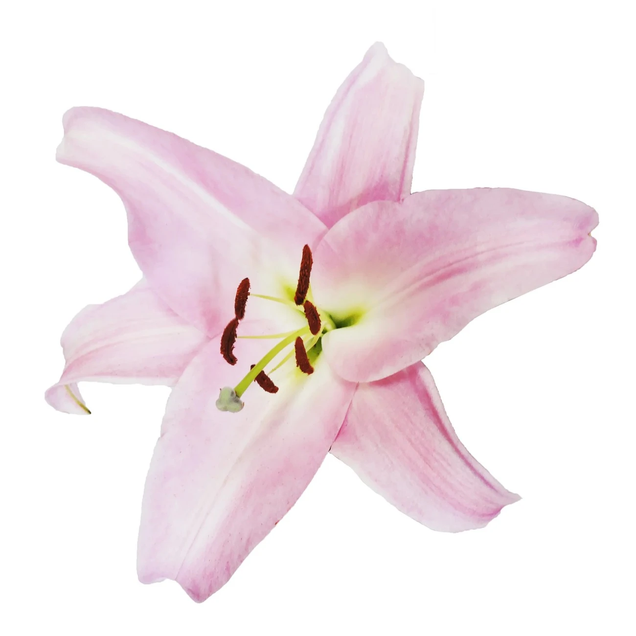 Pastel Pembe Lilyum - 3 Dal