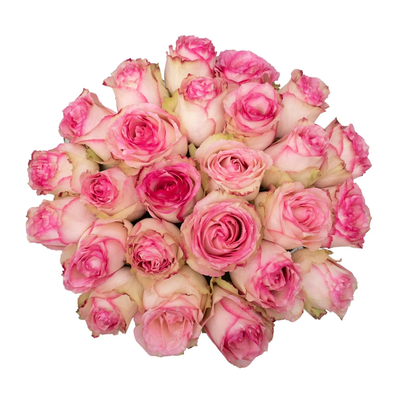 Dolce Vita Gül - 10 Adet