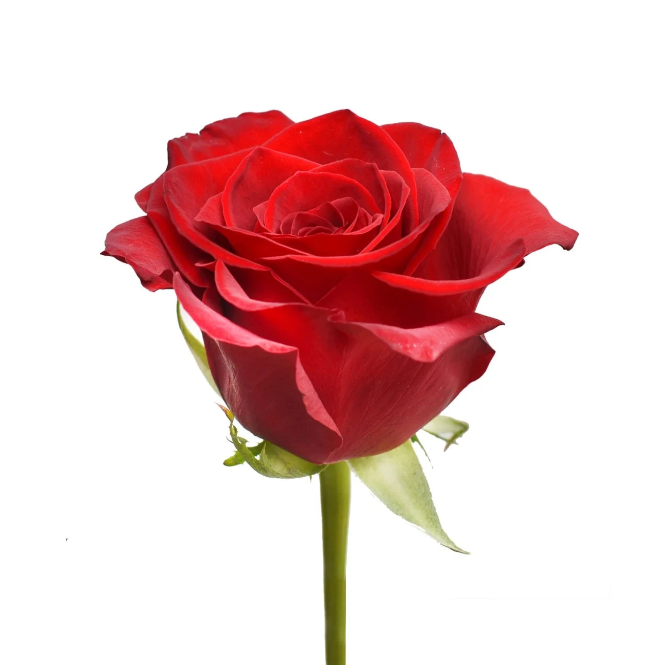 Kırmızı Gül - 10 Adet (İşlemsiz)
