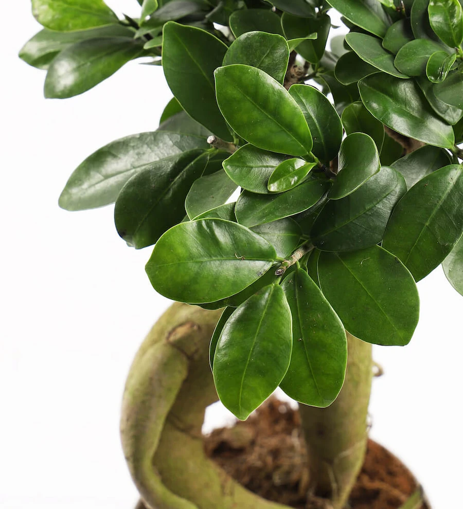 Ficus Ginseng Bonsai