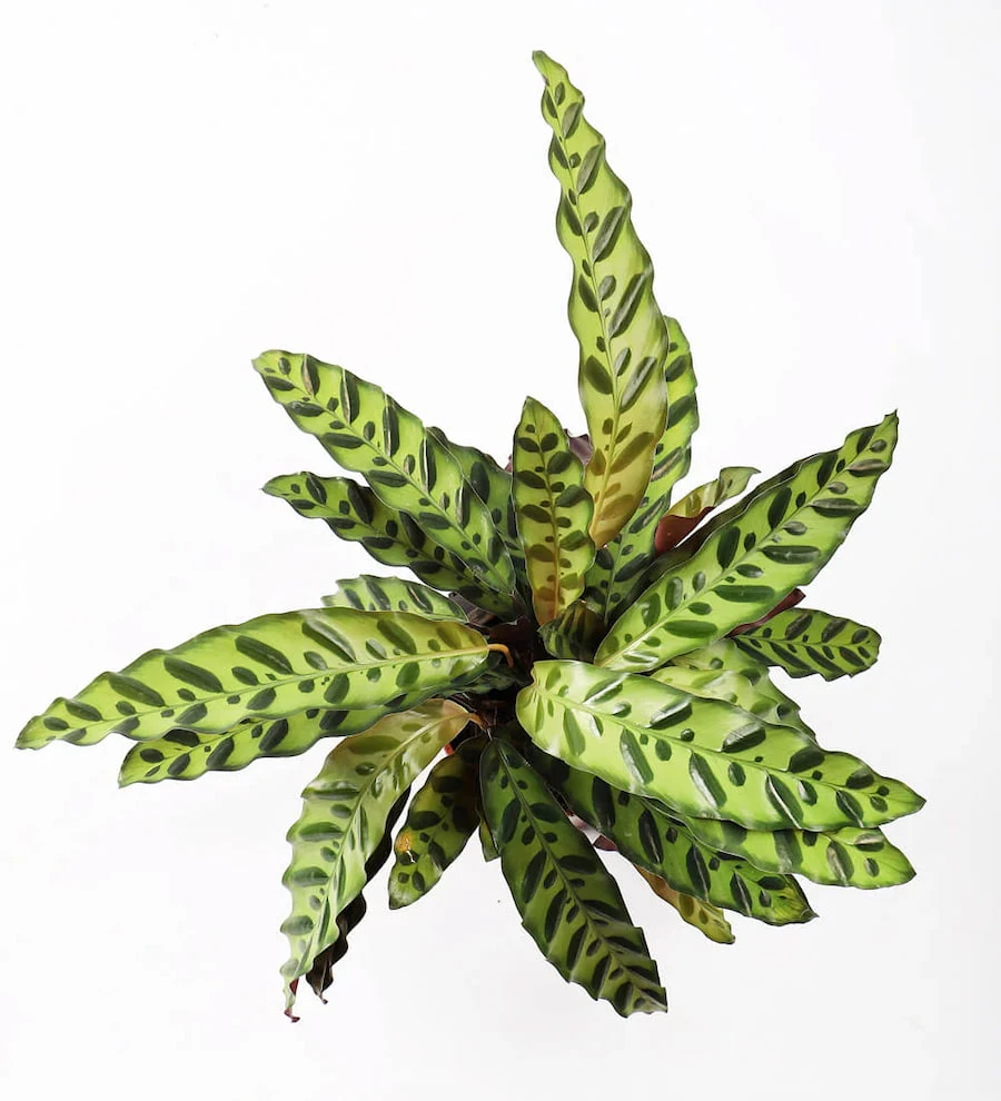 Calathea Lancifolia (Rattlesnake Bitkisi)
