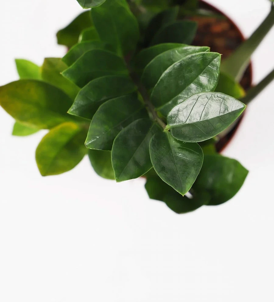 ZZ Bitkisi (Zamioculcas Zamiifolia)