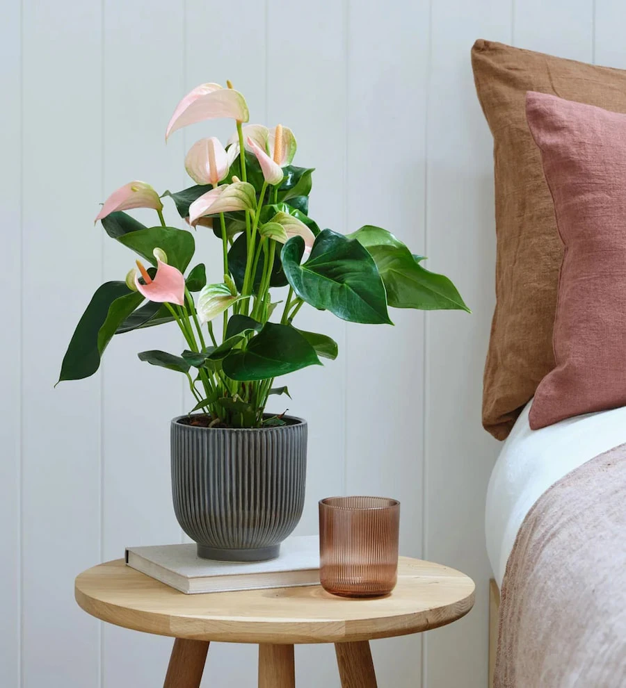 Pembe Antoryum (Anthurium)