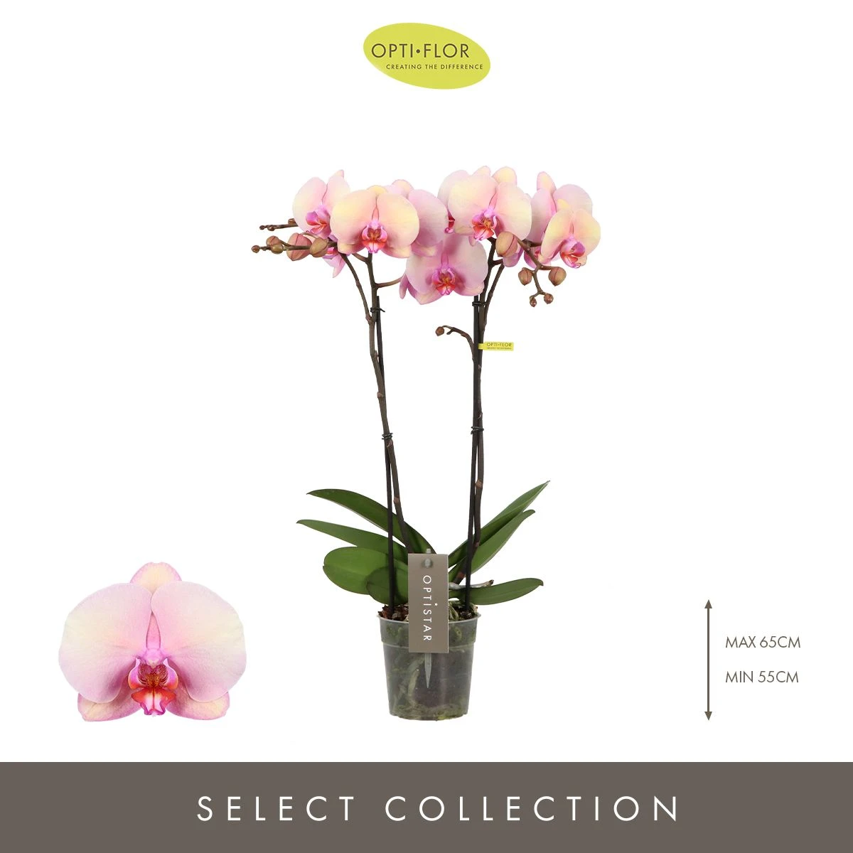 Optistar Adele Orkide