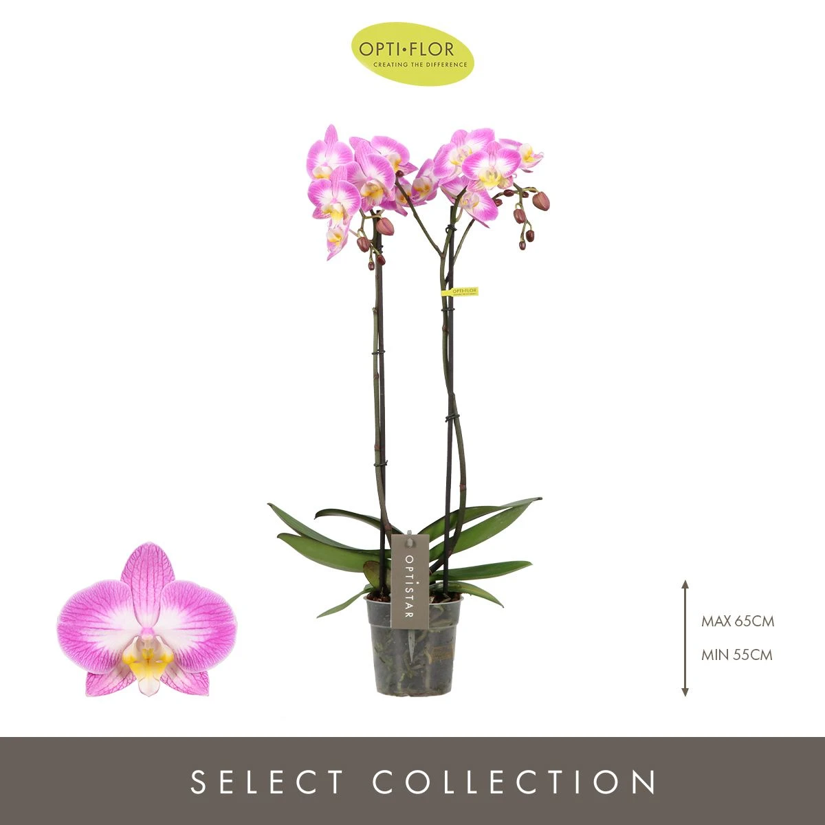Optistar Carey Orkide