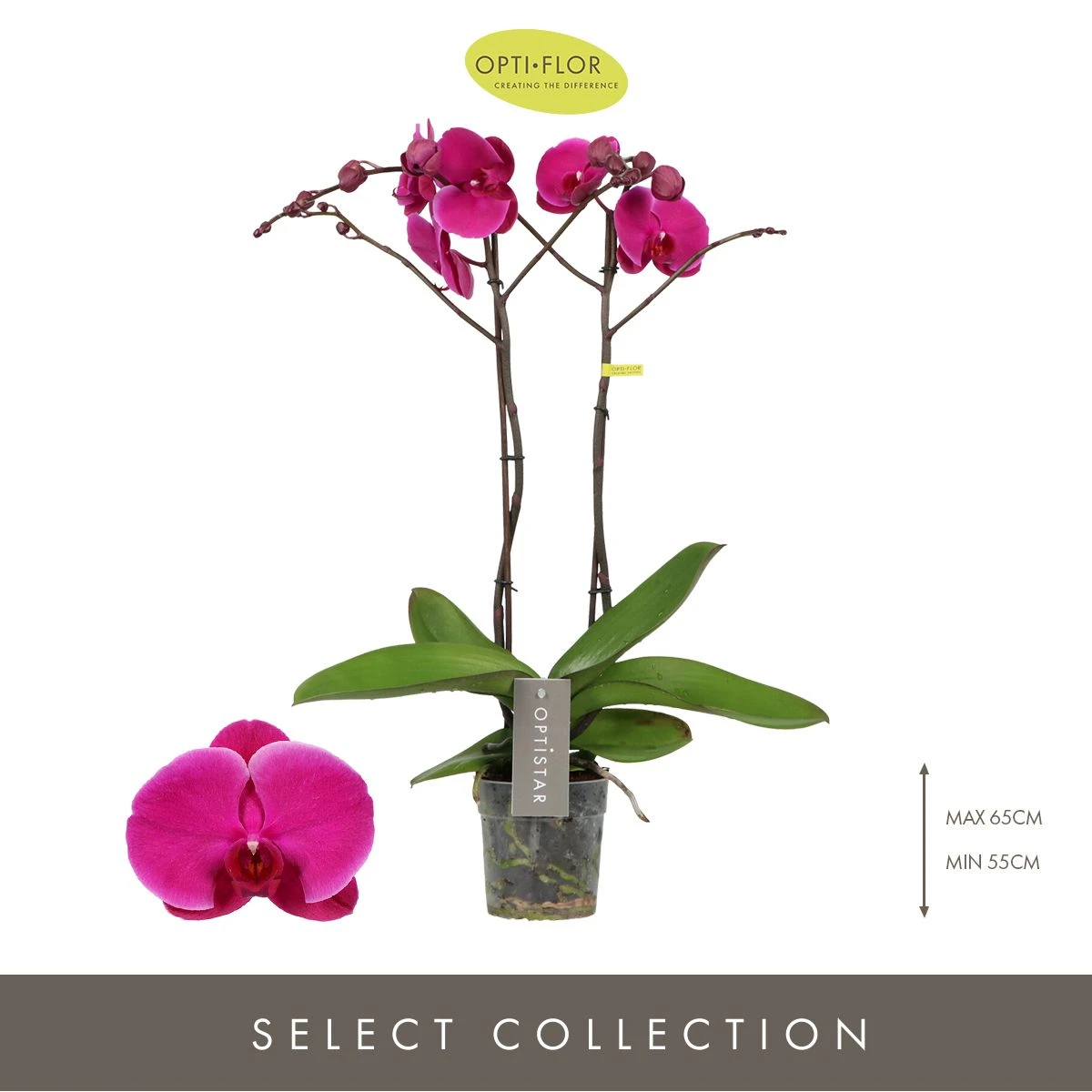 Optistar Joyride Orkide